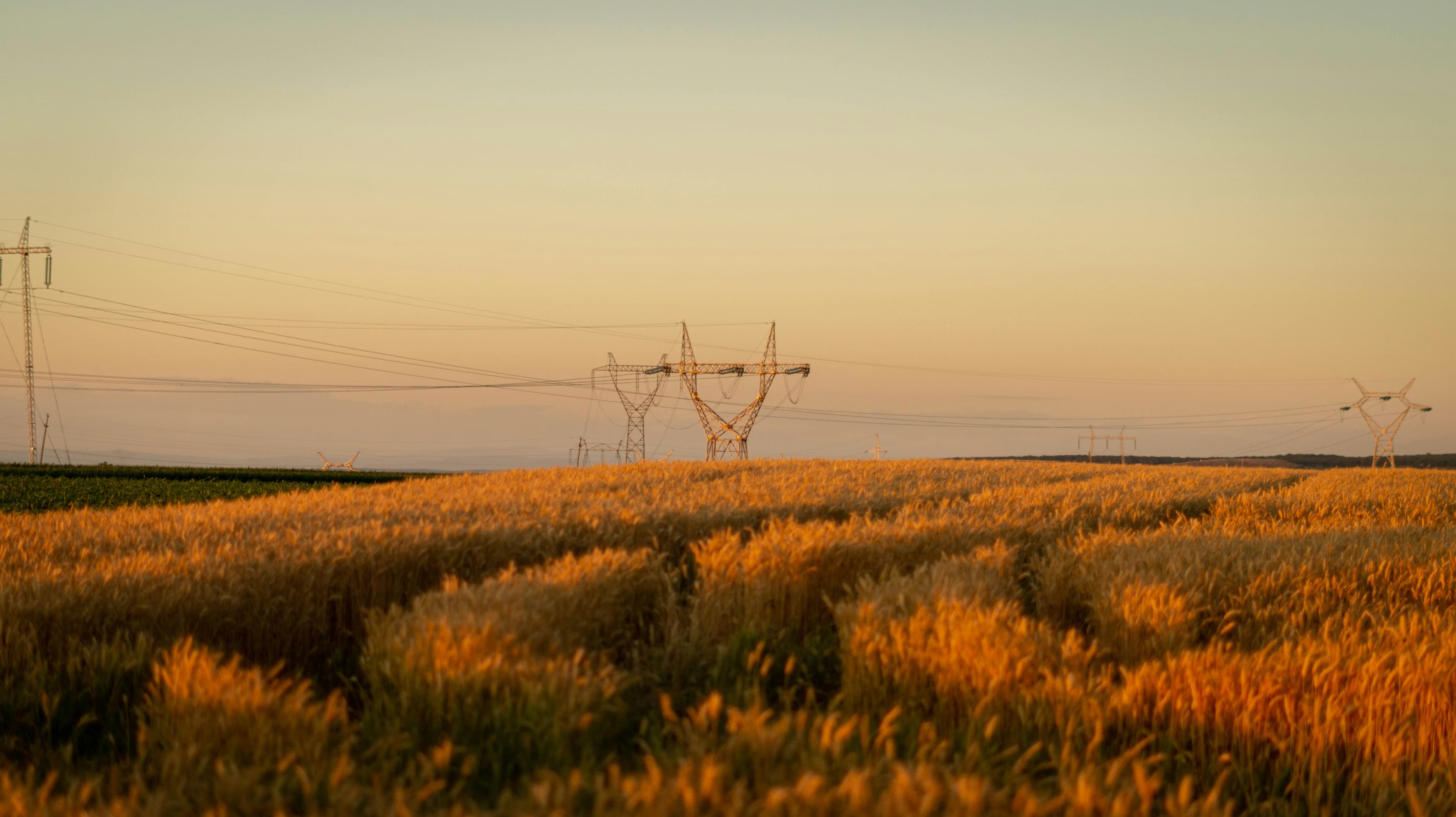 Wheat field with power transmission lines at sunset