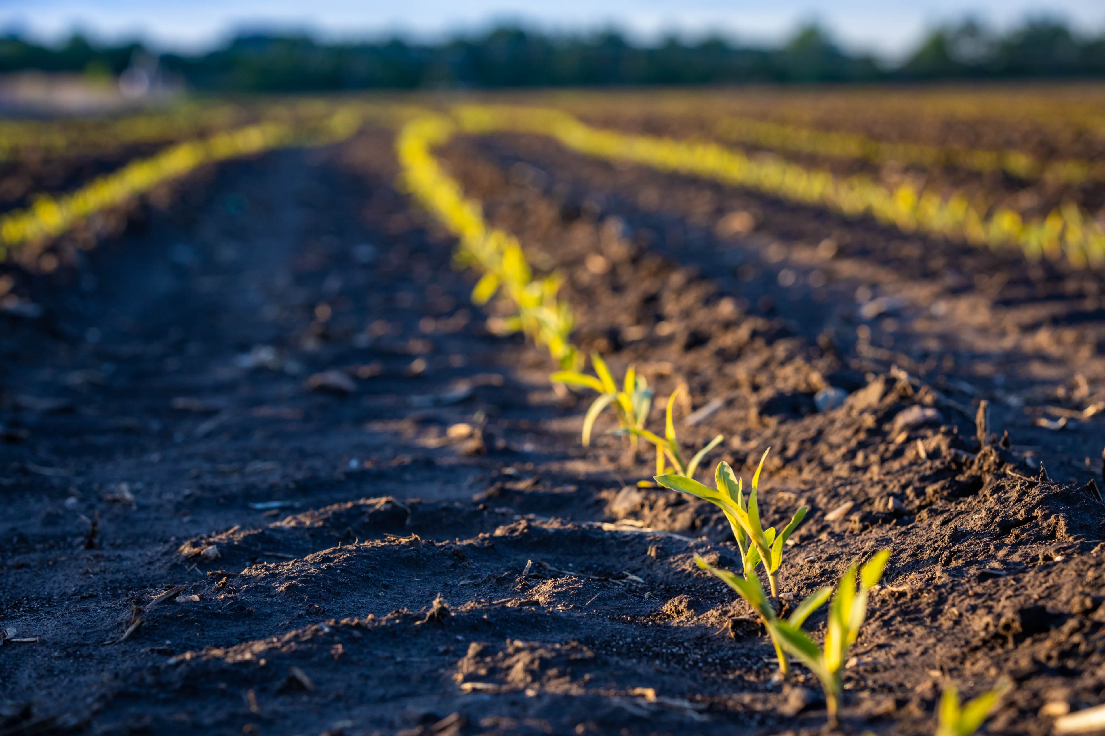 Corn seedlings emerging in rows